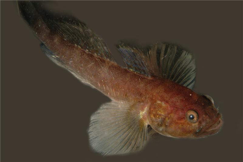 Benguela goby